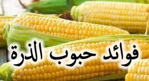 fevaidu-hububi-zerre fevaidu-hububi-zerre